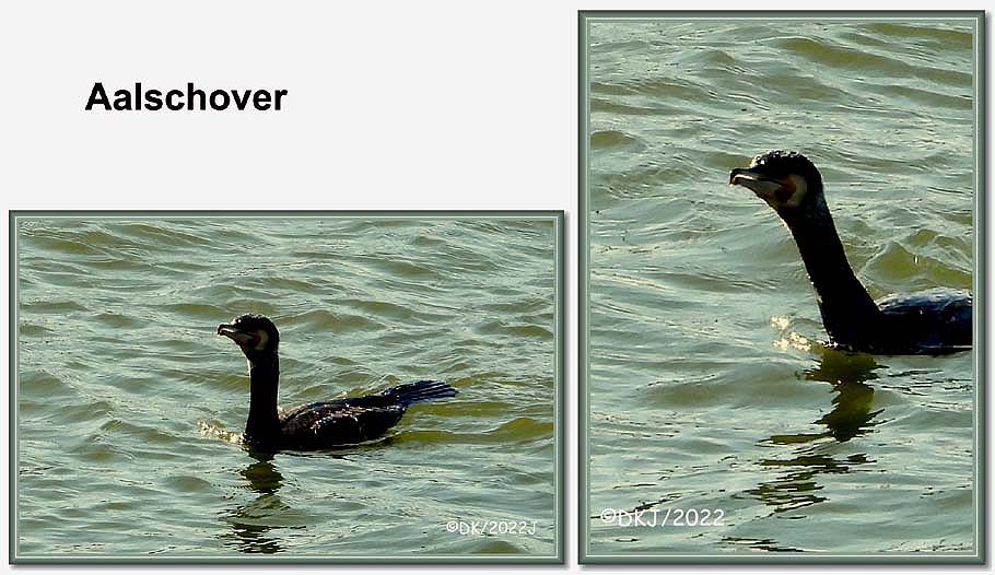 collage opnamen tijdens wandeling in jachthaven nieuwpoort